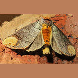 Antheua imitata
